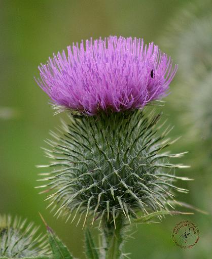 Thistle 9Y032D-008.JPG